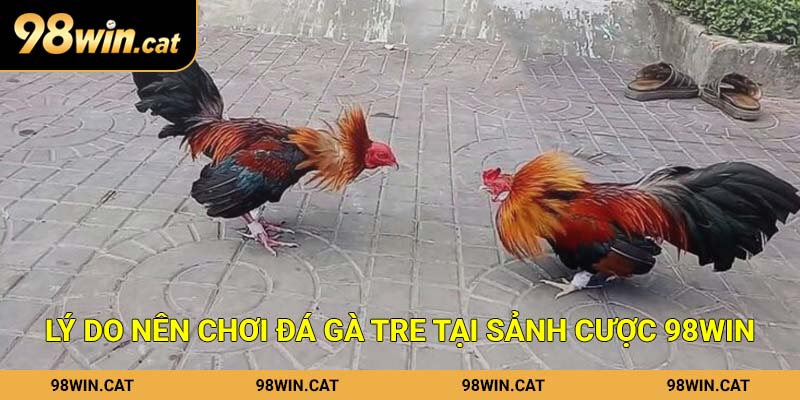 Lý do nên chơi đá gà tre tại sảnh cược 98Win