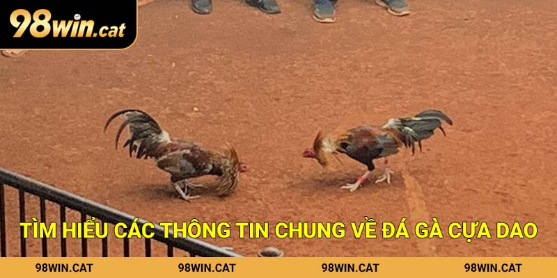 Tìm hiểu các thông tin chung về đá gà cựa dao